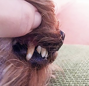 Ošetření dutiny ústní u psů